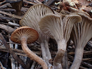  ( - HAY-F-003794)  @11 [ ] by-nc (2023) Grace Stark Fungal Diversity Survey