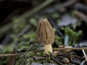 ( - HAY-F-004472)  @11 [ ] by-nc (2023) Stu Pickell Fungal Diversity Survey