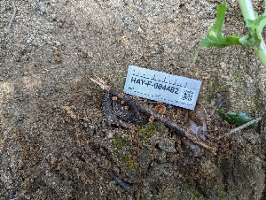  ( - HAY-F-004482)  @11 [ ] by-nc (2023) Stu Pickell Fungal Diversity Survey