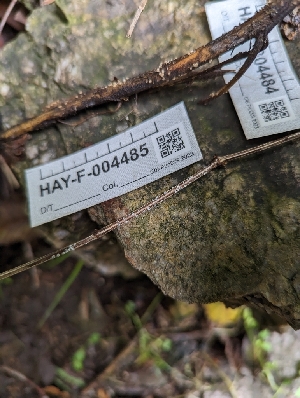  ( - HAY-F-004485)  @11 [ ] by-nc (2023) Stu Pickell Fungal Diversity Survey