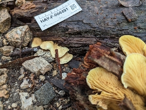  (Tapinella sp. panuoides-IN02 - HAY-F-004491)  @11 [ ] by-nc (2023) Stu Pickell Fungal Diversity Survey