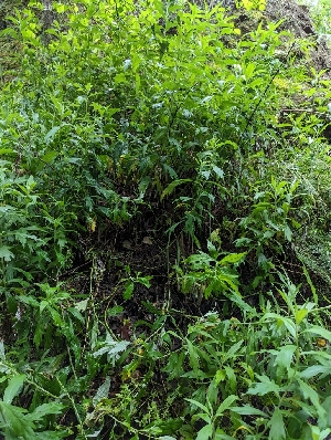  ( - HAY-F-004493)  @11 [ ] by-nc (2023) Stu Pickell Fungal Diversity Survey