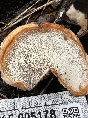  ( - HAY-F-005178)  @11 [ ] c (2023) Rudy Diaz Fungal Diversity Survey