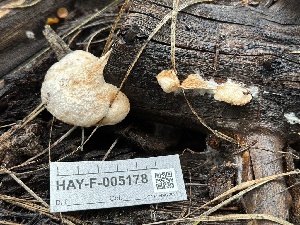  ( - HAY-F-005178)  @11 [ ] c (2023) Rudy Diaz Fungal Diversity Survey