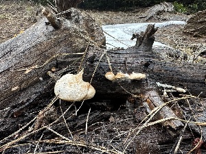  ( - HAY-F-005178)  @11 [ ] c (2023) Rudy Diaz Fungal Diversity Survey