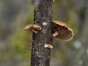  ( - HAY-F-004482)  @11 [ ] by-nc (2023) Stu Pickell Fungal Diversity Survey