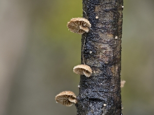  (Pleuroflammula - HAY-F-004482)  @11 [ ] by-nc (2023) Stu Pickell Fungal Diversity Survey
