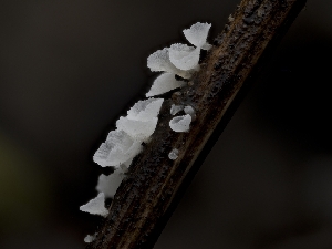  ( - HAY-F-004493)  @11 [ ] by-nc (2023) Stu Pickell Fungal Diversity Survey