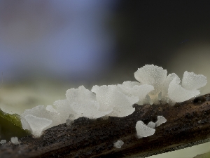  ( - HAY-F-004493)  @11 [ ] by-nc (2023) Stu Pickell Fungal Diversity Survey