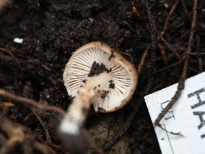  ( - HAY-F-004495)  @11 [ ] by-nc (2023) Stu Pickell Fungal Diversity Survey