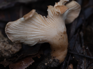  (Infundibulicybe - HAY-F-004498)  @11 [ ] by-nc (2023) Stu Pickell Fungal Diversity Survey
