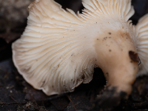  ( - HAY-F-004498)  @11 [ ] by-nc (2023) Stu Pickell Fungal Diversity Survey