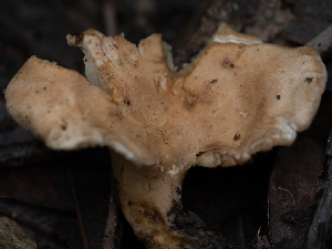  ( - HAY-F-004498)  @11 [ ] by-nc (2023) Stu Pickell Fungal Diversity Survey