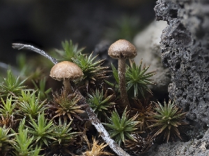  (Deconica sp. montana-CA01 - HAY-F-004479)  @11 [ ] by-nc (2023) Stu Pickell Fungal Diversity Survey