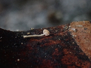  ( - HAY-F-003626)  @11 [ ] by-nc (2023) Sadie Hickey Fungal Diversity Survey