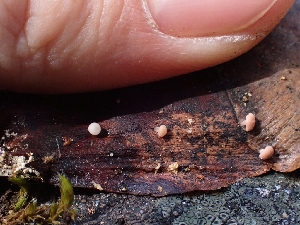  ( - HAY-F-003626)  @11 [ ] by-nc (2023) Sadie Hickey Fungal Diversity Survey