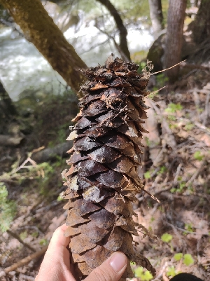  ( - HAY-F-003626)  @11 [ ] by-nc (2023) Sadie Hickey Fungal Diversity Survey