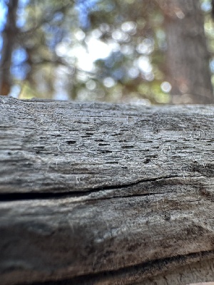  ( - HAY-F-005180)  @11 [ ] c (2023) Rudy Diaz Fungal Diversity Survey