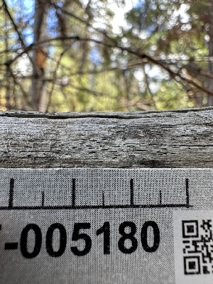  ( - HAY-F-005180)  @11 [ ] c (2023) Rudy Diaz Fungal Diversity Survey