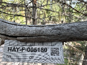  ( - HAY-F-005180)  @11 [ ] c (2023) Rudy Diaz Fungal Diversity Survey
