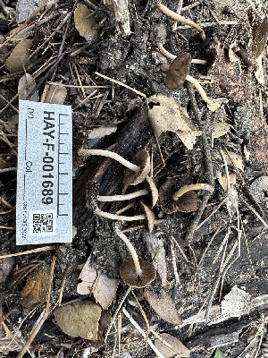 ( - HAY-F-001689)  @11 [ ] by-nc (2023) Bat Vardeh Fungal Diversity Survey