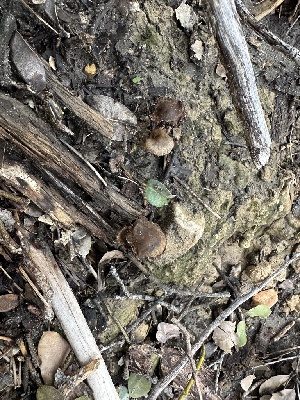  ( - HAY-F-001689)  @11 [ ] by-nc (2023) Bat Vardeh Fungal Diversity Survey