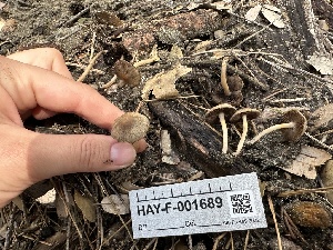  ( - HAY-F-001689)  @11 [ ] by-nc (2023) Bat Vardeh Fungal Diversity Survey