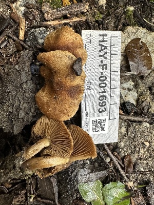  (Mallocybe tomentella - HAY-F-001693)  @11 [ ] by-nc (2023) Bat Vardeh Fungal Diversity Survey