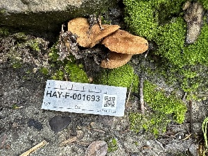  ( - HAY-F-001693)  @11 [ ] by-nc (2023) Bat Vardeh Fungal Diversity Survey