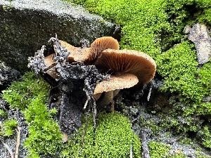  ( - HAY-F-001693)  @11 [ ] by-nc (2023) Bat Vardeh Fungal Diversity Survey