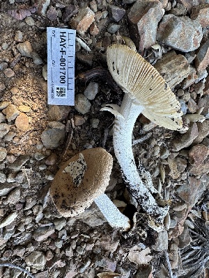  ( - HAY-F-001700)  @11 [ ] by-nc (2023) Bat Vardeh Fungal Diversity Survey