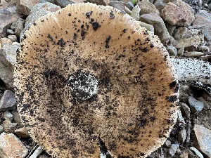  ( - HAY-F-001700)  @11 [ ] by-nc (2023) Bat Vardeh Fungal Diversity Survey