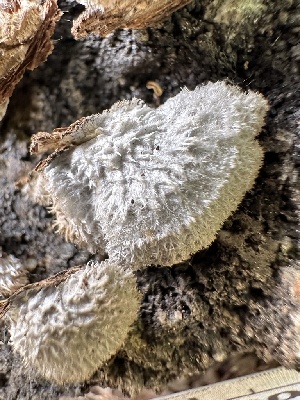  ( - HAY-F-001687)  @11 [ ] by-nc (2023) Bat Vardeh Fungal Diversity Survey