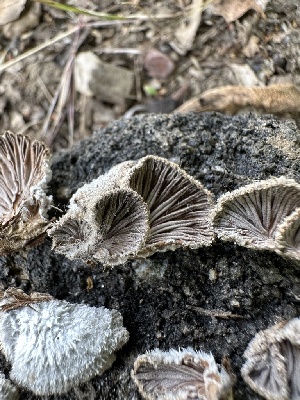  ( - HAY-F-001687)  @11 [ ] by-nc (2023) Bat Vardeh Fungal Diversity Survey