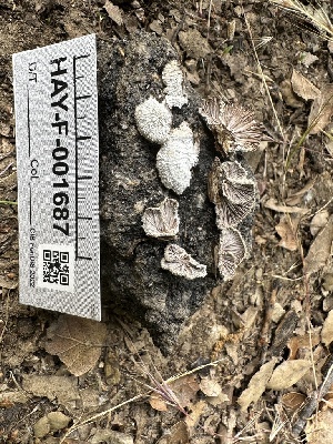  ( - HAY-F-001687)  @11 [ ] by-nc (2023) Bat Vardeh Fungal Diversity Survey