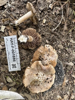  (Inocybe sp. CA27 - HAY-F-001686)  @11 [ ] by-nc (2023) Bat Vardeh Fungal Diversity Survey