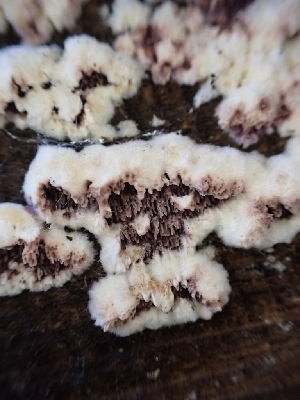  ( - HAY-F-003633)  @11 [ ] by-nc (2023) Sadie Hickey Fungal Diversity Survey