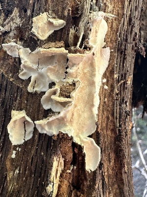  ( - HAY-F-001704)  @11 [ ] by-nc (2023) Bat Vardeh Fungal Diversity Survey