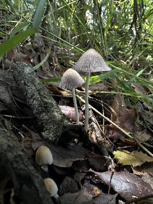  ( - HAY-F-002733)  @11 [ ] c (2023) Rudy Diaz Fungal Diversity Survey