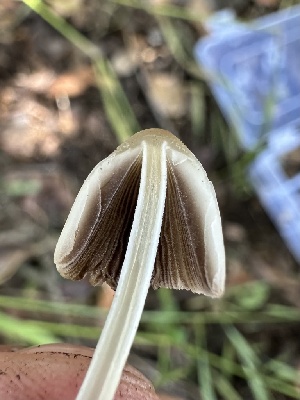  ( - HAY-F-002733)  @11 [ ] c (2023) Rudy Diaz Fungal Diversity Survey