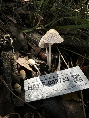  ( - HAY-F-002733)  @11 [ ] c (2023) Rudy Diaz Fungal Diversity Survey