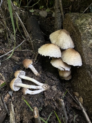 ( - HAY-F-002731)  @11 [ ] c (2023) Rudy Diaz Fungal Diversity Survey