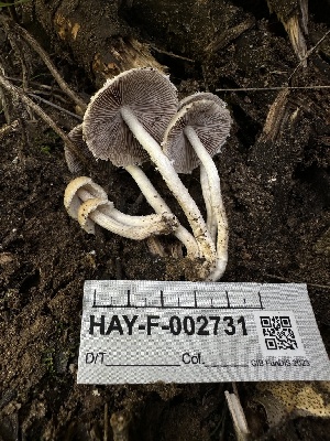  ( - HAY-F-002731)  @11 [ ] c (2023) Rudy Diaz Fungal Diversity Survey