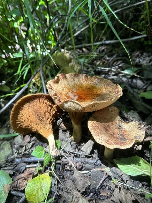  ( - LA-F-000088)  @11 [ ] c (2023) Rudy Diaz Fungal Diversity Survey