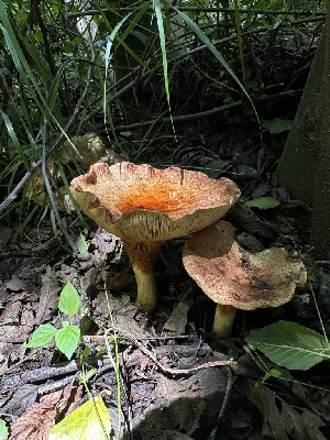 ( - LA-F-000088)  @11 [ ] c (2023) Rudy Diaz Fungal Diversity Survey
