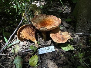  ( - LA-F-000088)  @11 [ ] c (2023) Rudy Diaz Fungal Diversity Survey