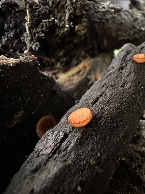  ( - HAY-F-002729)  @11 [ ] c (2023) Rudy Diaz Fungal Diversity Survey