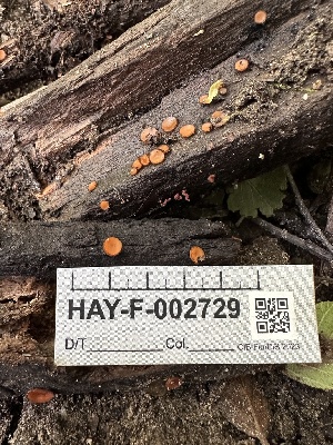  ( - HAY-F-002729)  @11 [ ] c (2023) Rudy Diaz Fungal Diversity Survey