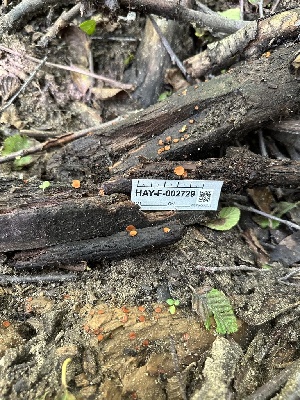  ( - HAY-F-002729)  @11 [ ] c (2023) Rudy Diaz Fungal Diversity Survey