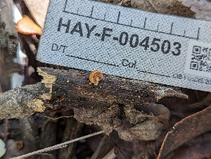  ( - HAY-F-004503)  @11 [ ] by-nc (2023) Stu Pickell Fungal Diversity Survey